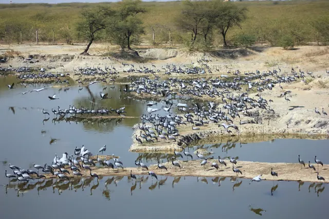 Demoiselle Cranes are migratory birds and can be spotted at Guda Lake hutterstock.com