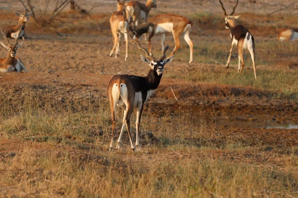 bishnoi village blakbuck